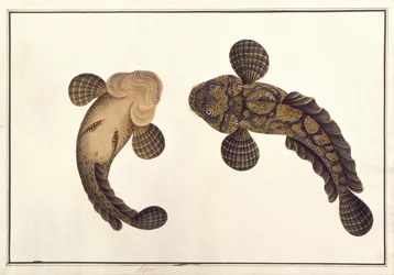 Oolur Sawa, från Drawings of Animals, Insects and Reptiles from Malacca, c.1805-18 (wc och gouache på papper)
